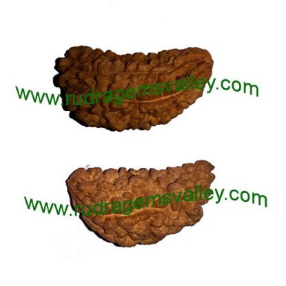 Picture of Rudraksha 1 mukhi (one face) beads, kaju shape (cashewnut shape) Indian pure original rudraksha beads.