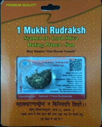Picture of Rudraksha certified 1 mukhi (one face) beads, kaju shape (cashewnut shape) Indian pure original rudraksha beads.