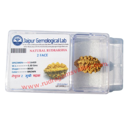 Picture of Rudraksha certified 2 mukhi (two face) beads, Indian pure original rudraksha beads
