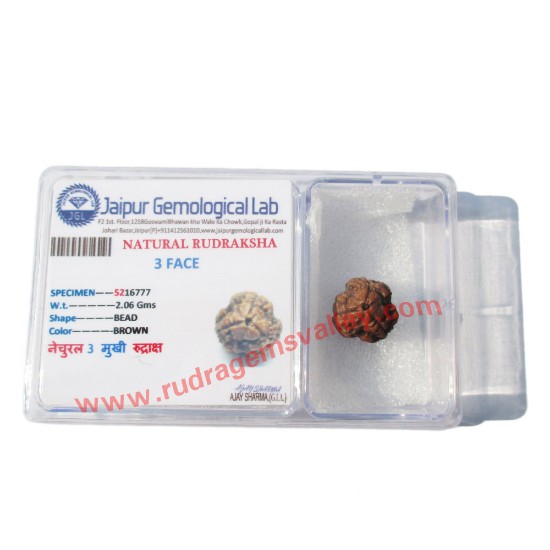 Picture of Rudraksha certified 3 mukhi (three face) beads, Indian pure original rudraksha beads.