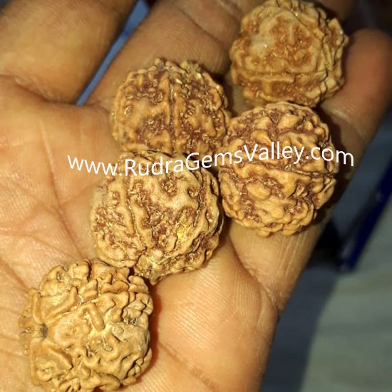 Picture of Rudraksha 5 mukhi (five face) 18mm-20mm loose beads, Nepali pure original rudraksha beads, pack of 100 pcs.