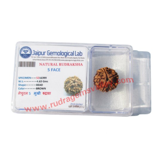 Picture of Rudraksha certified 5 mukhi (five face) 18mm-20mm loose beads, Nepali pure original rudraksha beads, pack of 1 pcs.