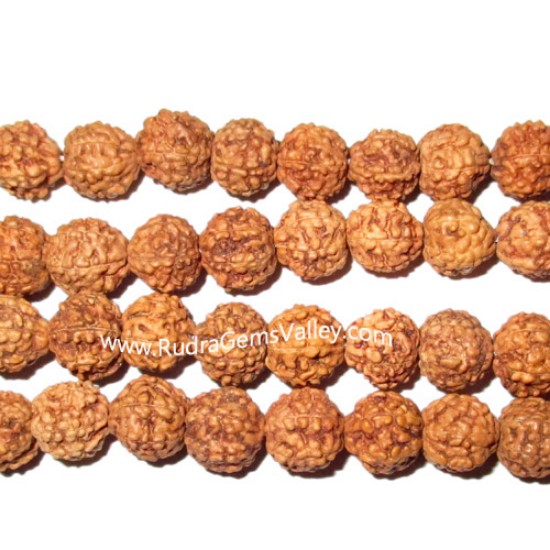 Picture of Rudraksha 6 mukhi (six face) 10mm loose beads, Indonesian pure original rudraksha, pack of 1 beads.