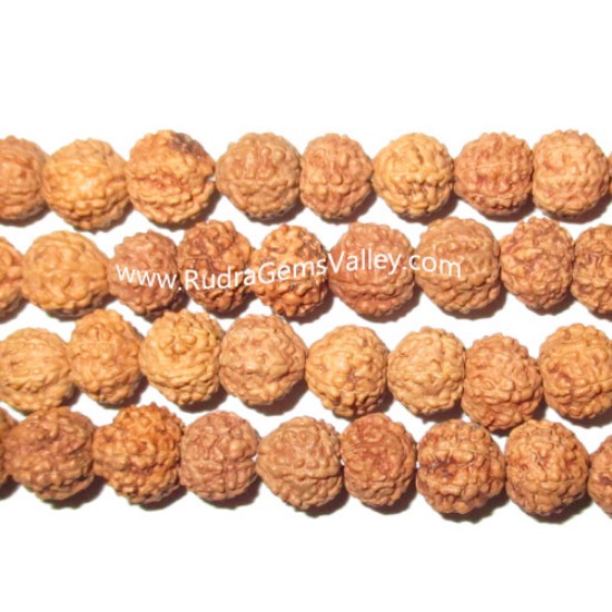 Picture of Rudraksha 7 mukhi (seven face) 10mm loose beads, Indonesian pure original rudraksha, pack of 1 beads.