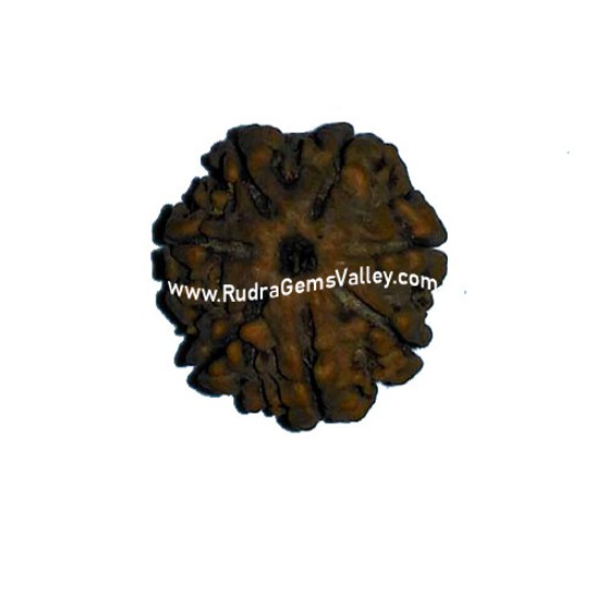Picture of Rudraksha 7 mukhi (seven face) approx 15mm - 20mm loose beads, Nepali pure original rudraksha, pack of 1 beads.