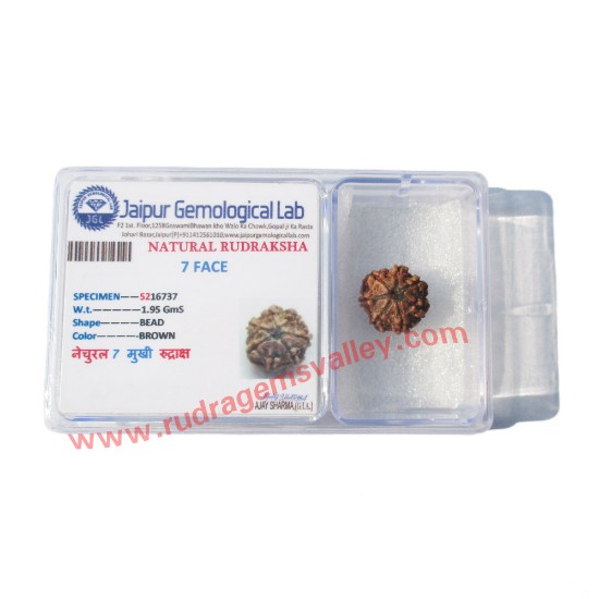 Picture of Rudraksha certified 7 mukhi (seven face) approx 15mm - 20mm loose beads, Nepali pure original rudraksha, pack of 1 beads.