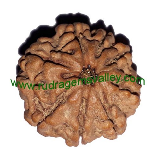 Picture of Rudraksha 8 mukhi (eight face) approx 15mm - 20mm beads, Nepali pure original rudraksha beads.