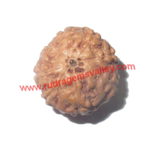 Picture of Rudraksha 8 mukhi (eight face) approx 12mm-15mm beads, Indonesia pure original rudraksha beads.