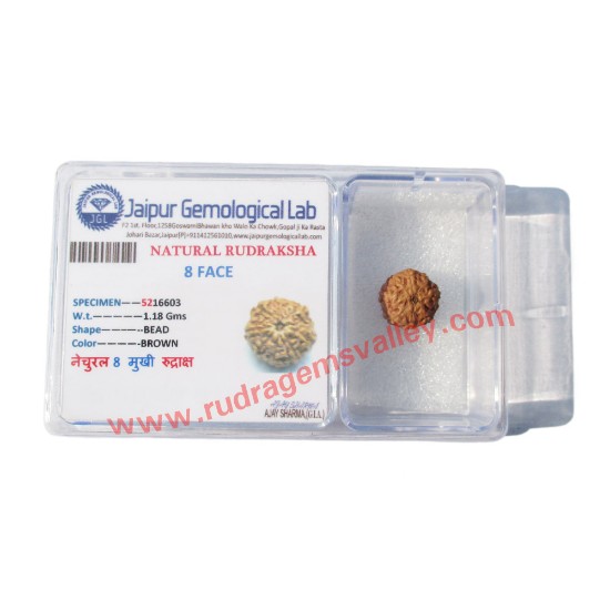 Picture of Rudraksha certified 8 mukhi (eight face) approx 12mm-15mm beads, Indonesia pure original rudraksha beads.