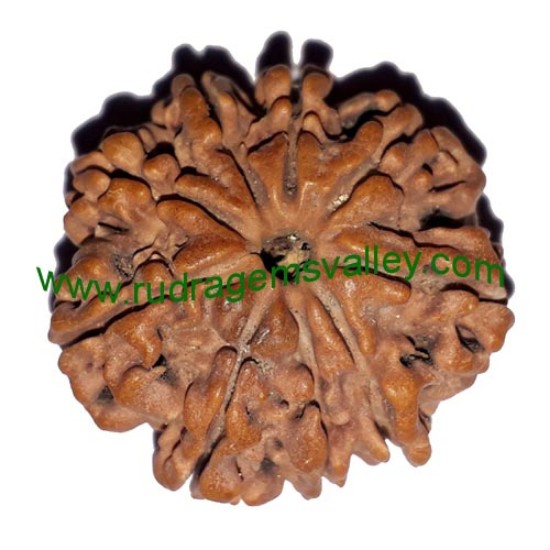 Picture of Rudraksha 9 mukhi (nine face) approx 15mm-20mm beads, Nepali pure original rudraksha beads.