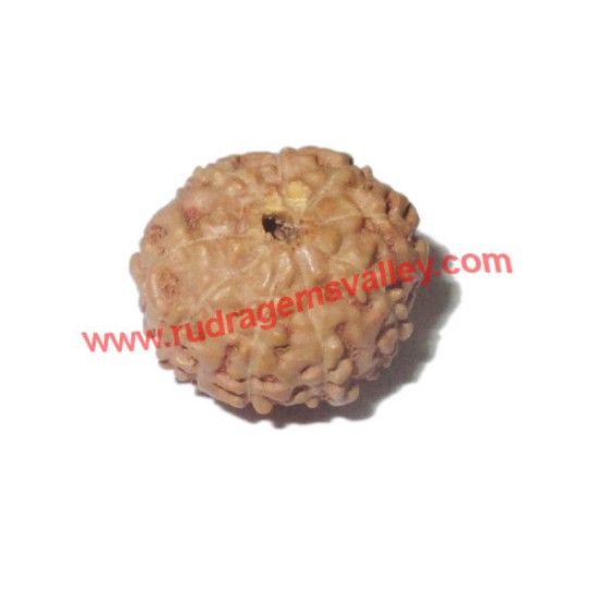 Picture of Rudraksha 9 mukhi (nine face) approx 12mm beads, Indonesia pure original rudraksha beads.