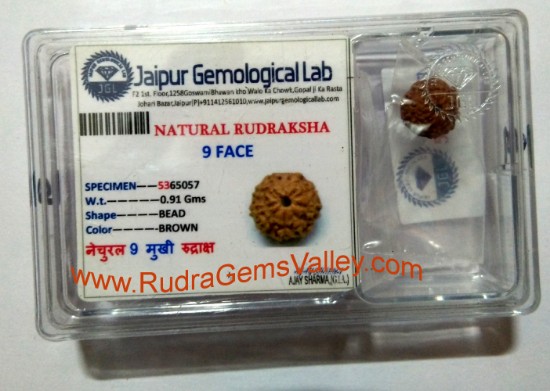 Picture of Rudraksha certified 9 mukhi (nine face) approx 12mm-15mm beads, Indonesia pure original rudraksha beads.