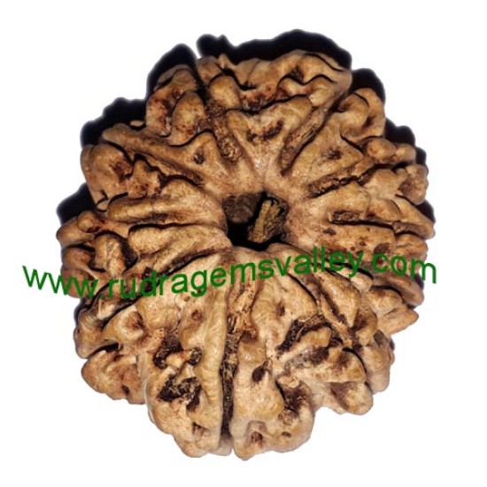 Picture of Rudraksha 10 mukhi (ten face) approx 15mm-20mm beads, Nepali pure original rudraksha beads.
