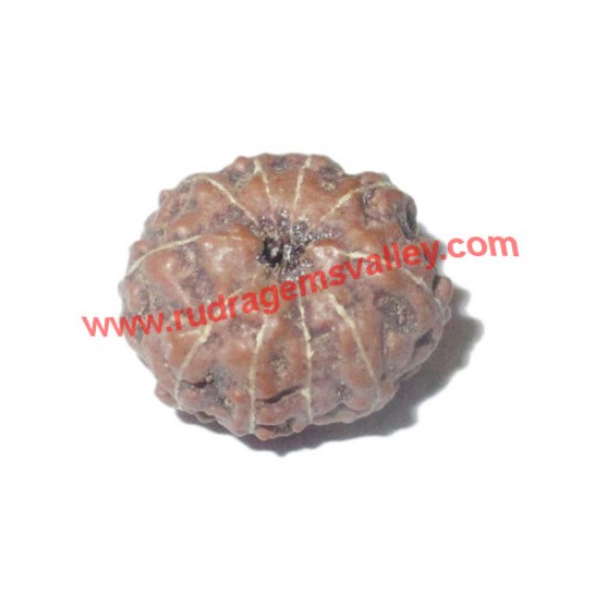 Picture of Rudraksha 10 mukhi (ten face) approx 12mm-15mm beads, Indonesia pure original rudraksha beads.
