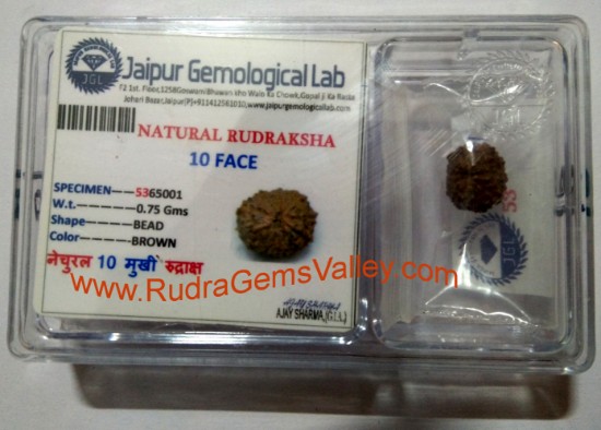 Picture of Rudraksha certified 10 mukhi (ten face) approx 12mm-15mm beads, Indonesia pure original rudraksha beads.