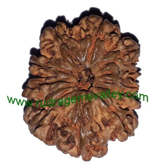 Picture of Rudraksha 11 mukhi (eleven face) approx 15mm-20mm beads, Nepali pure original rudraksha beads.