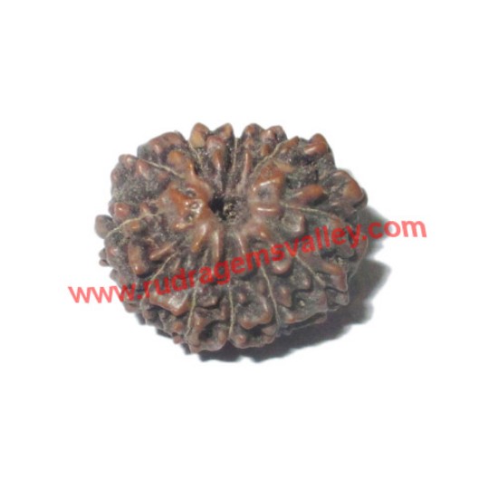 Picture of Rudraksha 11 mukhi (eleven face) approx 12mm-15mm beads, Indonesia pure original rudraksha beads.