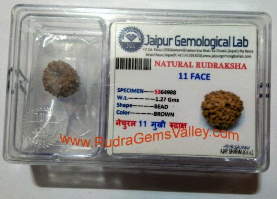 Picture of Rudraksha certified 11 mukhi (eleven face) approx 12mm-15mm beads, Indonesia pure original rudraksha beads.
