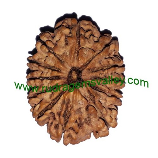 Picture of Rudraksha 12 mukhi (twelve face) approx 15mm-20mm beads, Nepali pure original rudraksha beads.