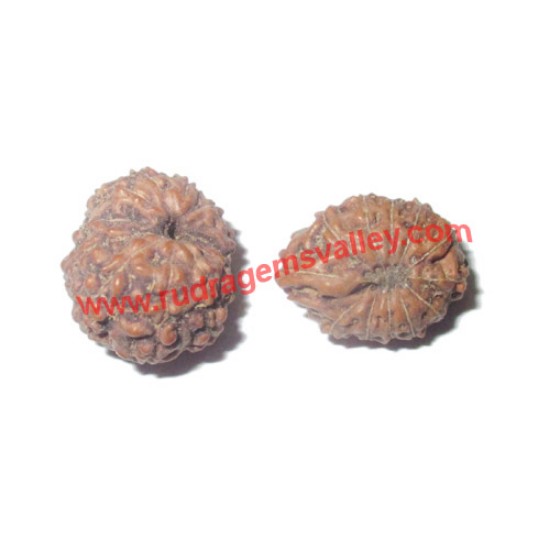 Picture of Rudraksha 12 mukhi (twelve face) approx 12mm-15mm beads, Indonesia pure original rudraksha beads.