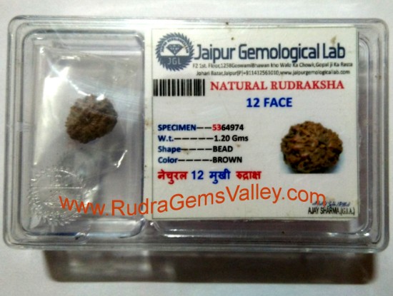Picture of Rudraksha certified 12 mukhi (twelve face) approx 12mm-15mm beads, Indonesia pure original rudraksha beads.