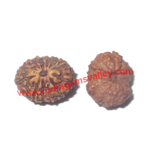 Picture of Rudraksha 13 mukhi (thirteen face) approx 12mm-15mm beads, Indonesia pure original rudraksha beads.
