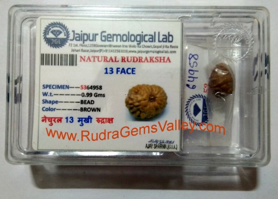 Picture of Rudraksha certified 13 mukhi (thirteen face) approx 12mm-15mm beads, Indonesia pure original rudraksha beads.