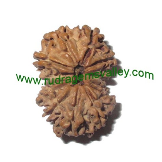 Picture of Rudraksha 14 mukhi (fourteen face) approx 15mm-20mm beads, Nepali pure original rudraksha beads.