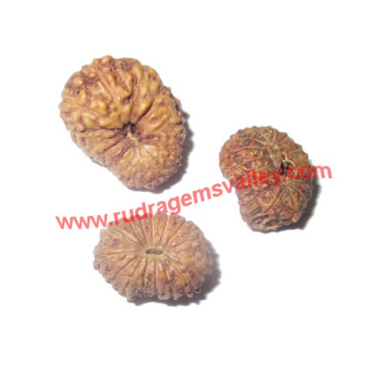 Picture of Rudraksha 14 mukhi (fourteen face) approx 12mm-15mm beads, Indonesia pure original rudraksha beads.