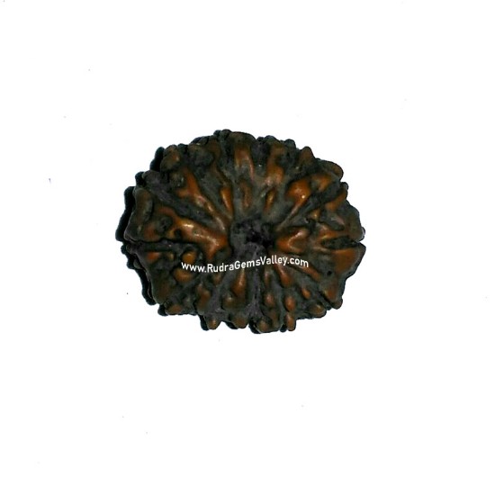 Picture of Rudraksha 15 mukhi (fifteen face) approx 12mm-15mm beads, Indonesia pure original rudraksha beads.
