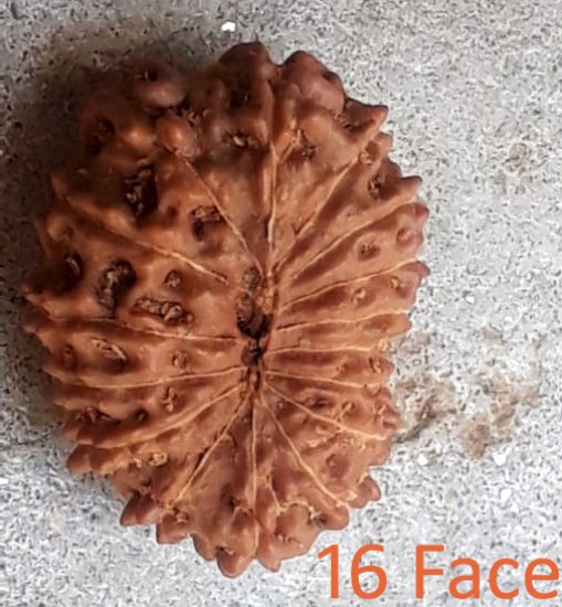 Picture of Rudraksha 16 mukhi (sixteen face) approx 12mm-15mm beads, Indonesia pure original rudraksha beads.