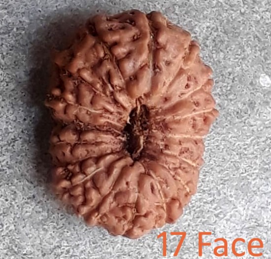 Picture of Rudraksha 17 mukhi (seventeen face) approx 12mm-15mm beads, Indonesia pure original rudraksha beads.