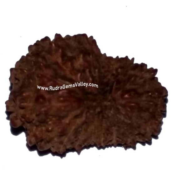 Picture of Rudraksha 18 mukhi (eighteen face) approx 12mm-15mm beads, Indonesia pure original rudraksha beads.