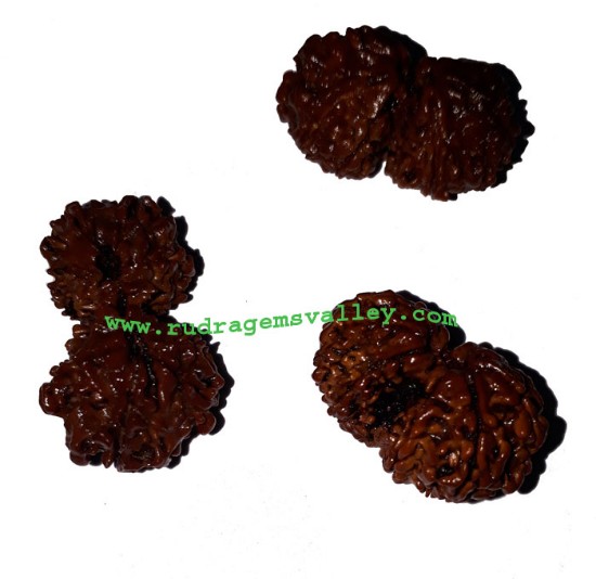Picture of Rudraksha gauri shankar beads approx 15mm to 20mm beads, Nepali pure original rudraksha beads.