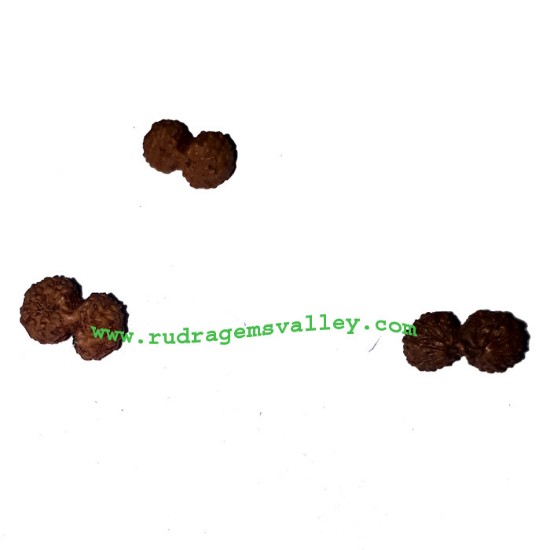 Picture of Rudraksha gauri shankar beads approx 10mm to 15mm beads, Indonesia pure original rudraksha beads.