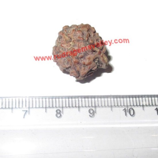 Picture of Rudraksha ganesha beads approx 15mm to 20mm beads, Nepali pure original rudraksha beads.