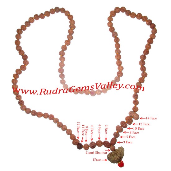 Picture of Rudraksha-indrakshi-indrani 108 beads knotted mala or Siddha Mala for all the successes and fulfilment of all the desires. Indonesian rudraksha Siddha mala of 1 face to 14 face and gauri shankar 1 pcs. each and 7 face 95 pcs. beads.
