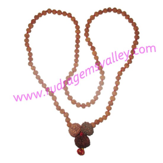 Picture of Indrakshi mala of Indonesian rudraksha beads 6 mukhi 106 pcs., 10 mukhi 1 pcs., 11 mukhi 1 pcs. and Nepali 9 mukhi 1 pcs. rudraksha beads for Ketu mahadasha and health.