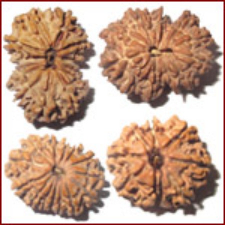 Picture for category eight face-mukhi rudraksha